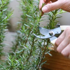 Plante alecrim e aprenda o segredo pra deixá-lo sempre verdinho e aromático