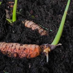 Plante cúrcuma e tenha sempre açafrão-da-terra natural na sua cozinha