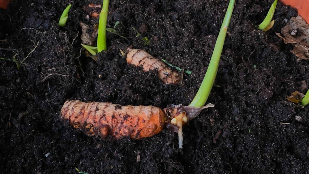 Plante cúrcuma e tenha sempre açafrão-da-terra natural na sua cozinha Plante cúrcuma e tenha sempre açafrão-da-terra natural na sua cozinha