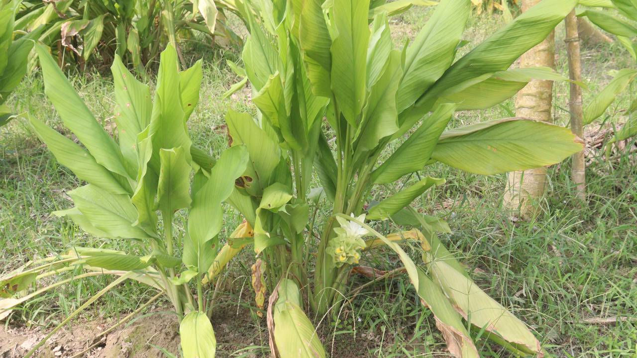 Plante cúrcuma e tenha sempre açafrão-da-terra natural na sua cozinha