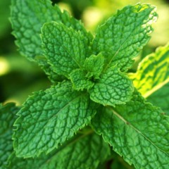 Plante hortelã-pimenta e veja como ela ajuda no bem-estar e na digestão