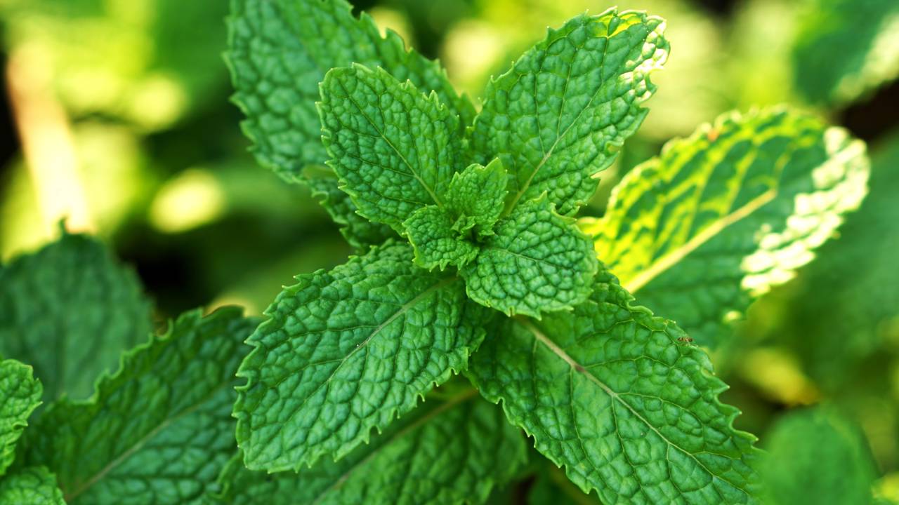 Plante hortelã-pimenta e veja como ela ajuda no bem-estar e na digestão