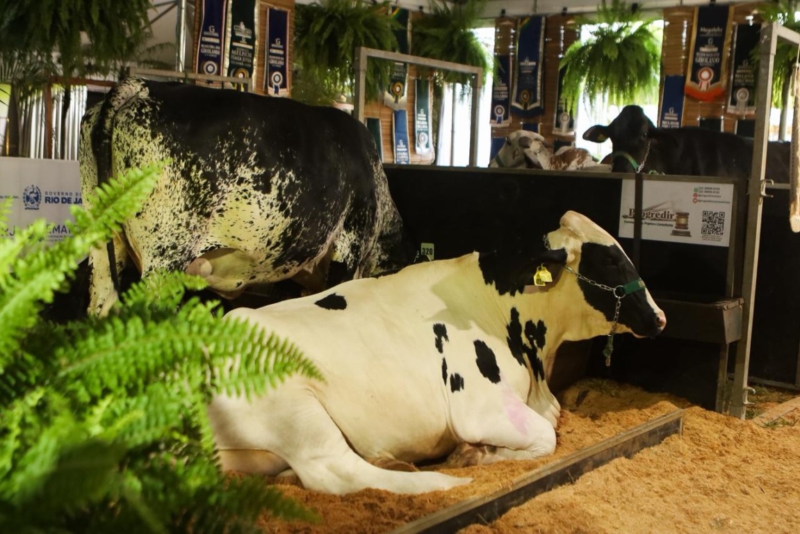 RaqueadaNeloreGirolando4