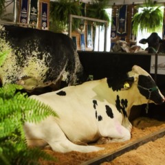 RaqueadaNeloreGirolando4