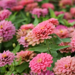 O cultivo de zínias em vasos é acessível, mesmo para quem vive em ambientes urbanos - Créditos: depositphotos.com / maicyber