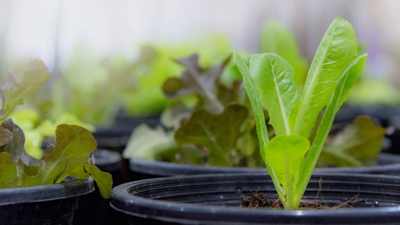 Como plantar alface e colher folhas crocantes direto do vaso