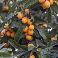 Para dar início ao plantio da ameixa-nêspera, recomenda-se escolher mudas vigorosas - Créditos: depositphotos.com / mylasa