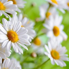 Como plantar camomila e aproveitar o perfume e os benefícios calmantes