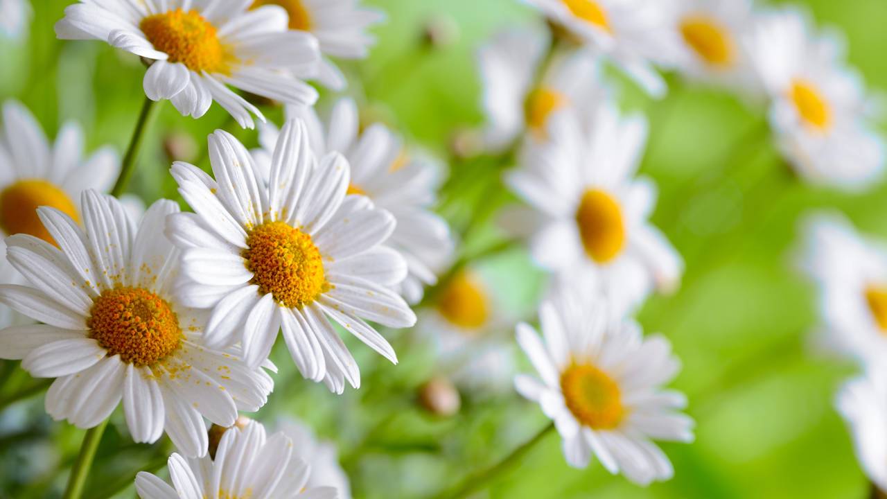 Como plantar camomila e aproveitar o perfume e os benefícios calmantes