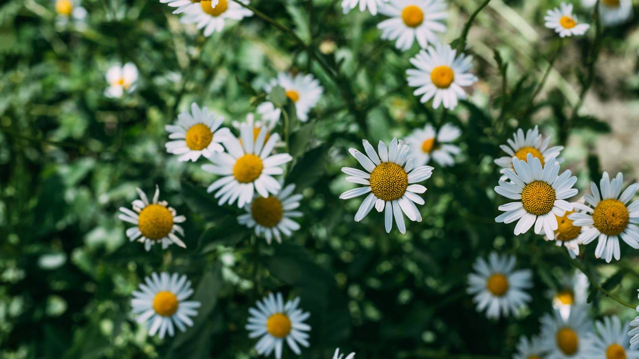Como plantar camomila e aproveitar o perfume e os benefícios calmantes