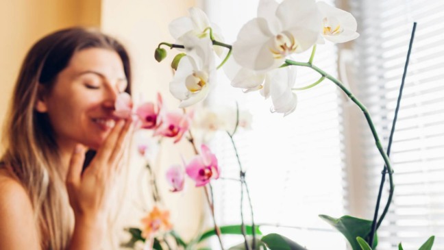 Truques simples para manter a casa aromatizada o dia inteiro