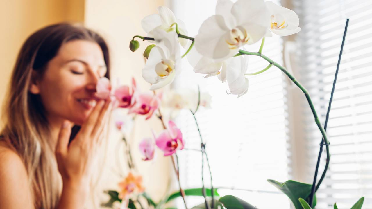 Truques simples para manter a casa aromatizada o dia inteiro