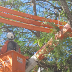 PODAS NA REGIÃO DE ICARAÍ, EM NITERÓI