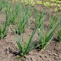 Aprenda a cultivar cebolinha no potinho e colha direto da sua cozinha