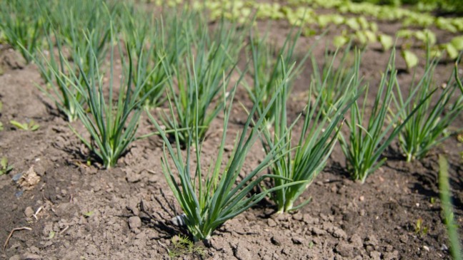 Aprenda a cultivar cebolinha no potinho e colha direto da sua cozinha