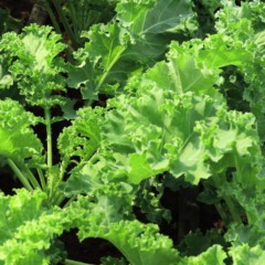 Durante todo o ciclo de crescimento, é fundamental garantir irrigação regular - Créditos: depositphotos.com / natthanim99