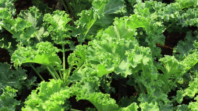 Durante todo o ciclo de crescimento, é fundamental garantir irrigação regular - Créditos: depositphotos.com / natthanim99