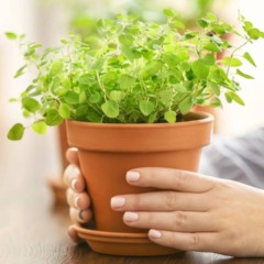 Passo a passo para cultivar orégano em vaso e nunca mais precisar comprar tempero