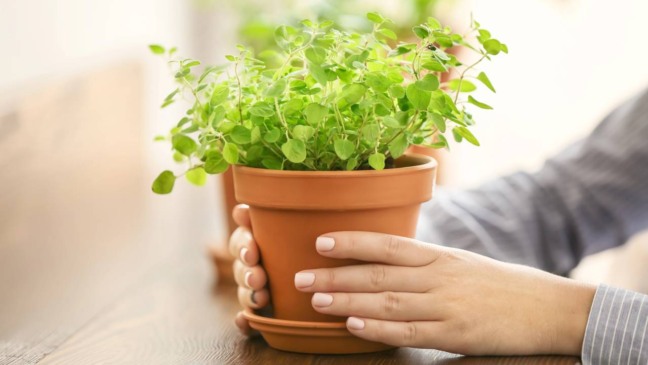 Passo a passo para cultivar orégano em vaso e nunca mais precisar comprar tempero