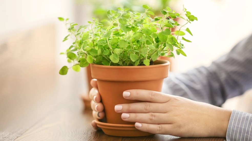 Passo a passo para cultivar orégano em vaso e nunca mais precisar comprar tempero