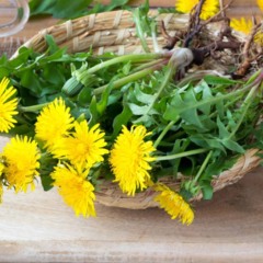 Contudo, remover o dente de leão do jardim pode significar abrir mão de uma fonte nutritiva e versátil - Créditos: depositphotos.com / MadeleineSteinbach