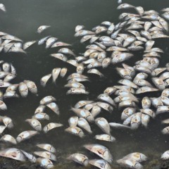 Foto: Juliana Lohmann