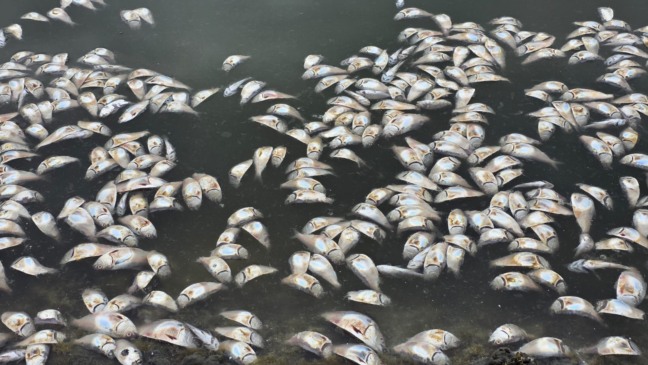 Foto: Juliana Lohmann