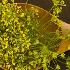 Plante erva-doce e aprenda como cuidar da planta que alivia o estresse