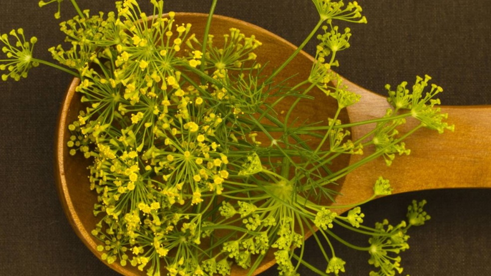 Plante erva-doce e aprenda como cuidar da planta que alivia o estresse Plante erva-doce e aprenda como cuidar da planta que alivia o estresse