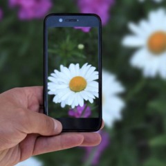 Melhore suas fotos no celular em minutos com esses ajustes