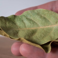 Folha de louro na mão de pessoa - Créditos: depositphotos.com / Reflexpixel