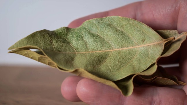 Folha de louro na mão de pessoa - Créditos: depositphotos.com / Reflexpixel