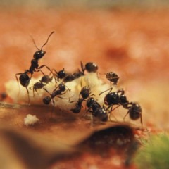 Esse truque com vinagre afasta formigas e mosquitos da sua cozinha