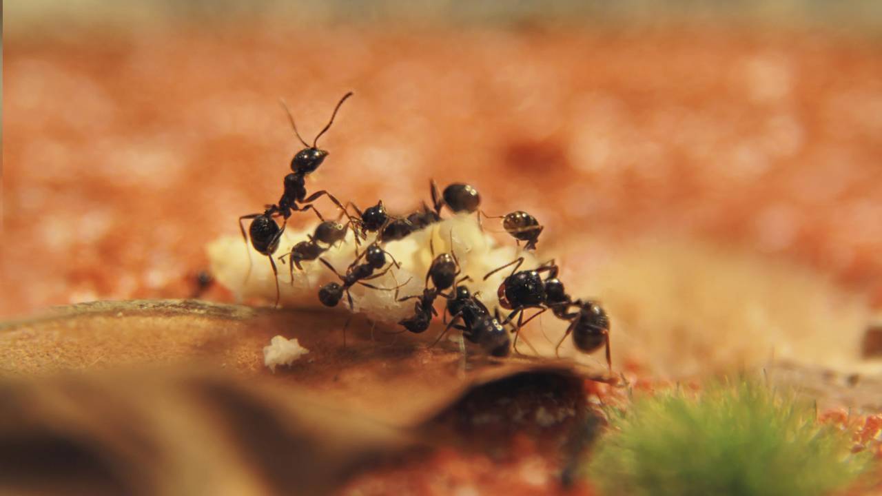 Esse truque com vinagre afasta formigas e mosquitos da sua cozinha