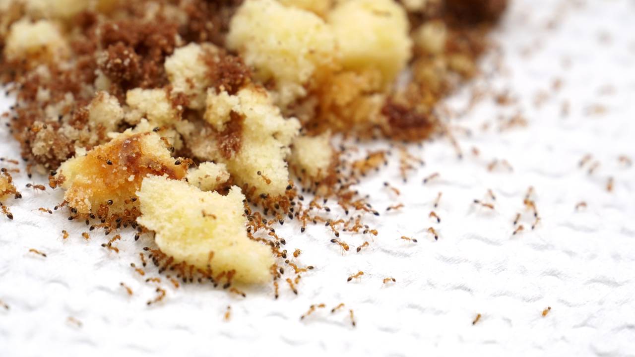 Esse truque com vinagre afasta formigas e mosquitos da sua cozinha