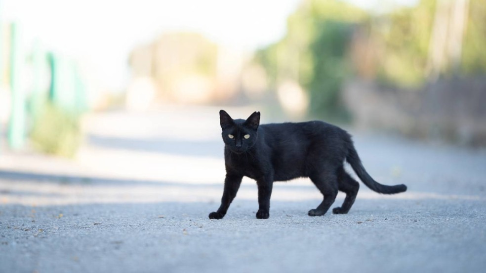 Enquanto povos como os egípcios os consideravam protetores e símbolos de fortuna - Créditos: depositphotos.com / FurryFritz