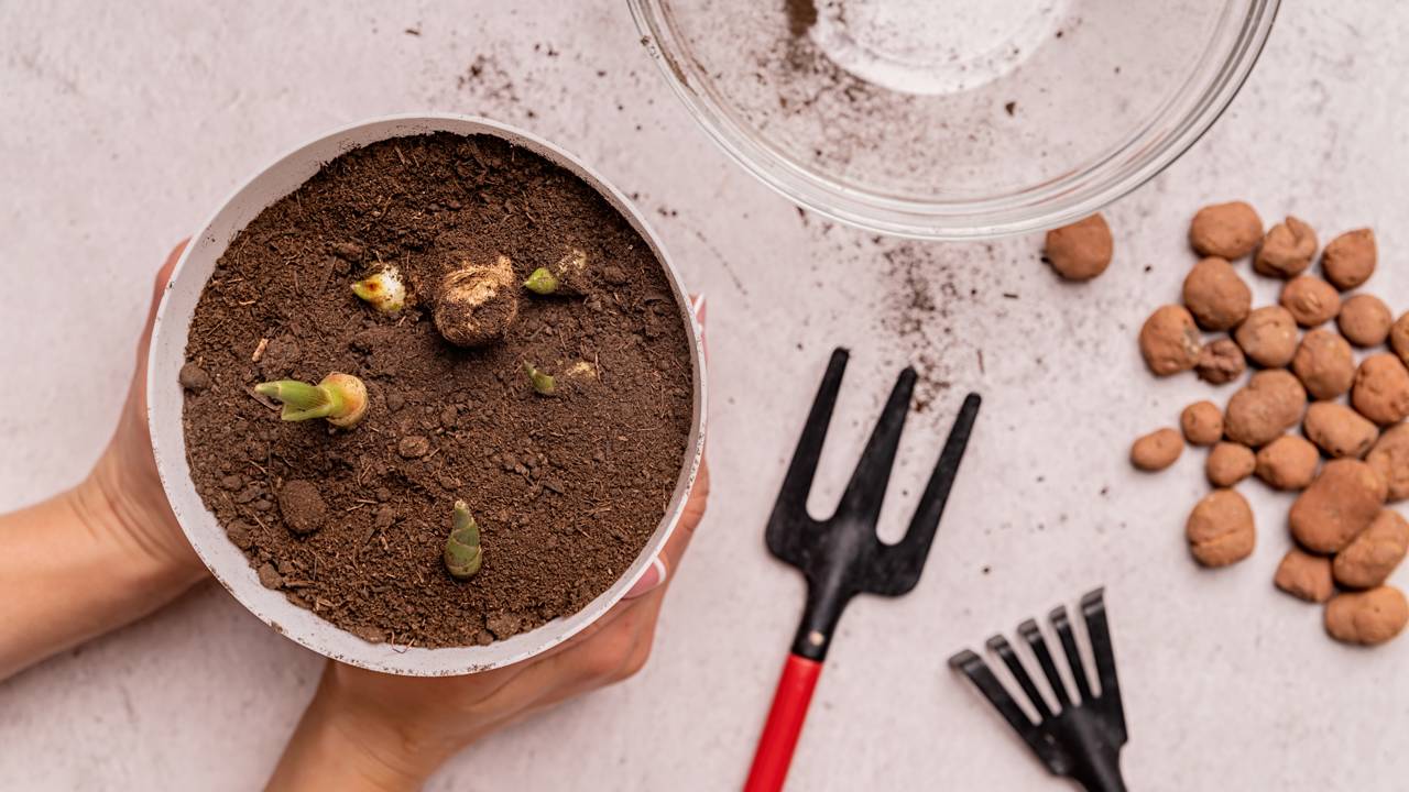 Como plantar gengibre em casa e colher raízes frescas com facilidade