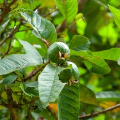 O sucesso do cultivo começa com a escolha adequada da fruta; dê preferência a goiabas maduras, sadias e livres de manchas ou danos - Créditos: depositphotos.com / MassimilianoFinzi