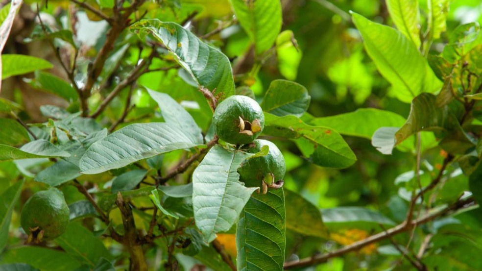 O sucesso do cultivo começa com a escolha adequada da fruta; dê preferência a goiabas maduras, sadias e livres de manchas ou danos - Créditos: depositphotos.com / MassimilianoFinzi
