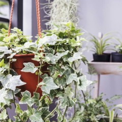 Plantas certas nos lugares certos podem reduzir o calor dentro de casa e melhorar a qualidade do ar