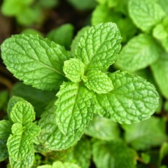 Com este método, cultivar hortelã em casa é mais fácil do que parece