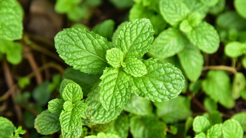 Com este método, cultivar hortelã em casa é mais fácil do que parece Com este método, cultivar hortelã em casa é mais fácil do que parece