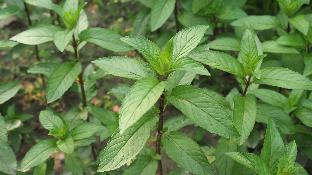 Com este método, cultivar hortelã em casa é mais fácil do que parece