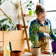 Plantas que transformam sua casa e se adaptam a qualquer espaço