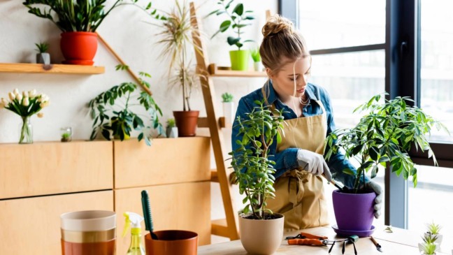 Plantas que transformam sua casa e se adaptam a qualquer espaço