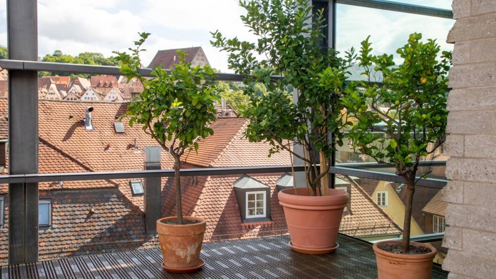 O vinagre branco é utilizado principalmente por sua capacidade de acidificar o solo, fator benéfico para limoeiros e demais cítricos - Créditos: depositphotos.com / LariBat