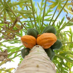 O mamoeiro cresce melhor em solos profundos, bem drenados e ricos em matéria orgânica - Créditos: depositphotos.com / irabel8