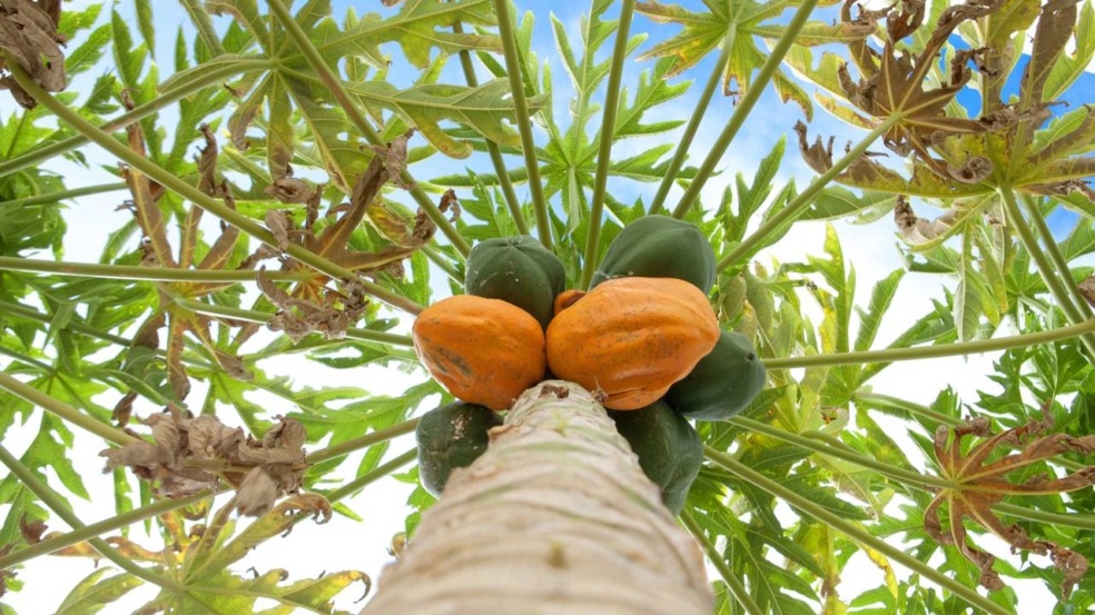 O mamoeiro cresce melhor em solos profundos, bem drenados e ricos em matéria orgânica - Créditos: depositphotos.com / irabel8