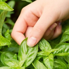 Manjericão no vaso dura muito mais com esses cuidados simples