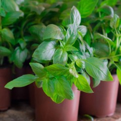 Como plantar manjericão e colher direto do vaso em menos de 30 dias